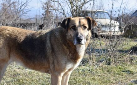 Dani (w): freundlich, stattlich, neugierig sucht ein Zuhause