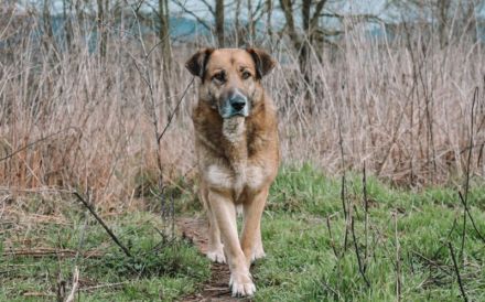 Dani (w): freundlich, stattlich, neugierig sucht ein Zuhause o. Pflegestelle.