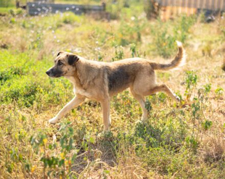 Dani (w): freundlich, stattlich, neugierig sucht ein Zuhause o. Pflegestelle.