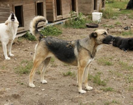 Dani (w): freundlich, stattlich, neugierig sucht ein Zuhause o. Pflegestelle.