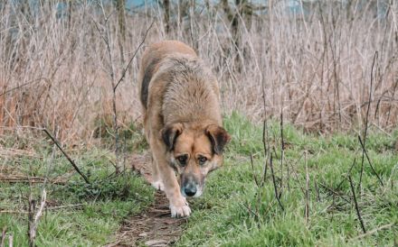 Dani (w): freundlich, stattlich, neugierig sucht ein Zuhause o. Pflegestelle.