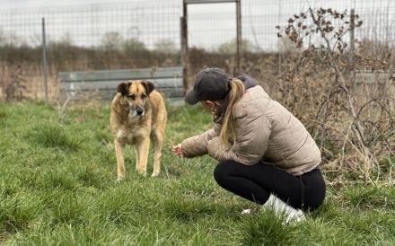 Dani (w): freundlich, stattlich, neugierig sucht ein Zuhause