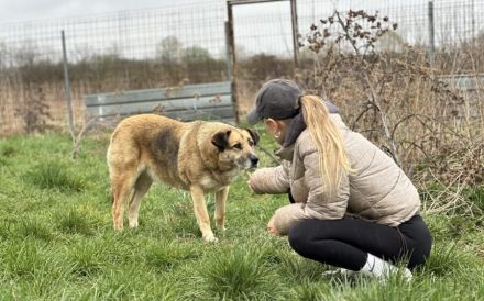 Dani (w): freundlich, stattlich, neugierig sucht ein Zuhause