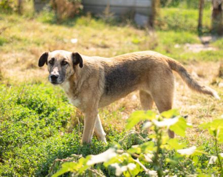 Dani (w): freundlich, stattlich, neugierig sucht ein Zuhause o. Pflegestelle.