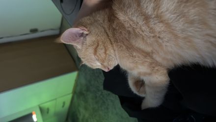 Coco sucht eine liebevolles Zuhause ❤️🐾