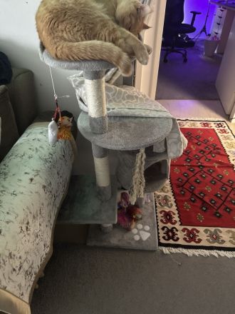 Coco sucht eine liebevolles Zuhause ❤️🐾