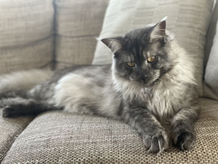 Liebevolles zu Hause gesucht