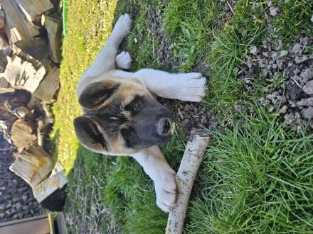 American Akita Hündin