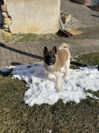 American Akita Hündin