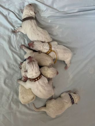 Weisser Schweizer Schäferhund Welpen