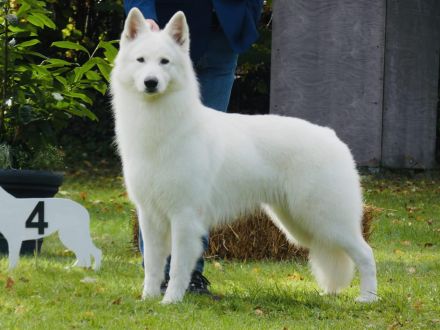 Weisser Schweizer Schäferhund Welpen