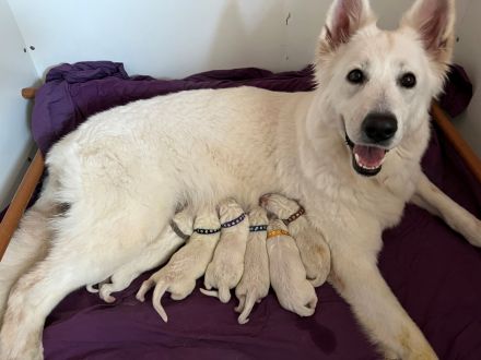 Weisser Schweizer Schäferhund Welpen