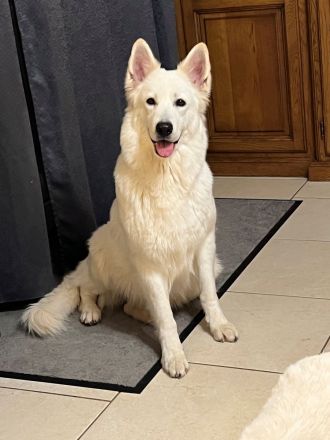 Weisser Schweizer Schäferhund Welpen