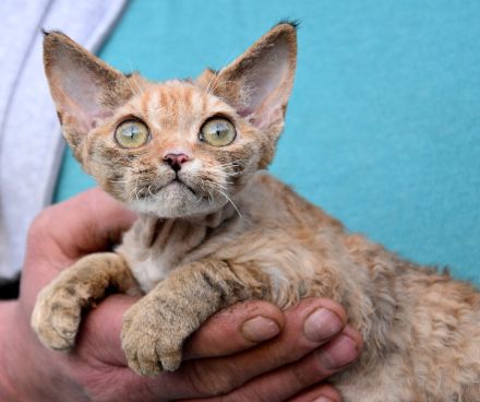 Devon Rex Kitten mit Ahnen, EU Pass und Gesundheitszeugnis.
