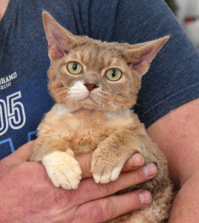 Devon Rex Kitten mit Ahnen, EU Pass und Gesundheitszeugnis.