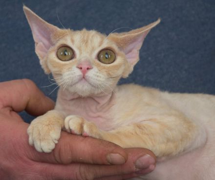 Devon Rex Kitten mit Ahnen, EU Pass und Gesundheitszeugnis.