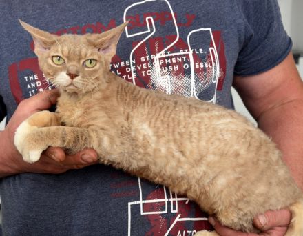 Devon Rex Kitten mit Ahnen, EU Pass und Gesundheitszeugnis.