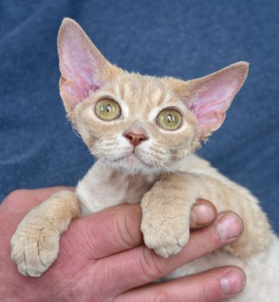 Devon Rex Kitten mit Ahnen, EU Pass und Gesundheitszeugnis.