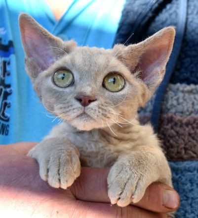 Devon Rex Kitten mit Ahnen, EU Pass und Gesundheitszeugnis.