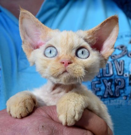Devon Rex Kitten mit Ahnen, EU Pass und Gesundheitszeugnis.