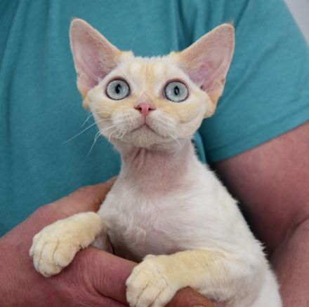 Devon Rex Kitten mit Ahnen, EU Pass und Gesundheitszeugnis.