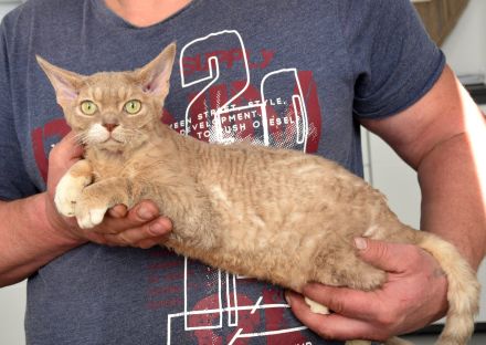 Devon Rex Kitten mit Ahnen, EU Pass und Gesundheitszeugnis.