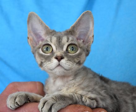 Devon Rex Kitten mit Ahnen, EU Pass und Gesundheitszeugnis.