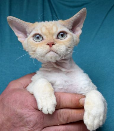Devon Rex Kitten mit Ahnen, EU Pass und Gesundheitszeugnis.