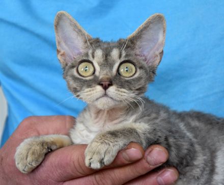Devon Rex Kitten mit Ahnen, EU Pass und Gesundheitszeugnis.