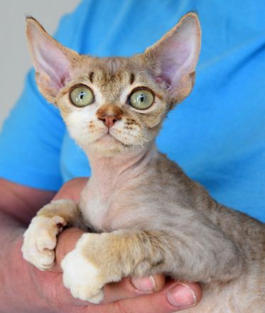Devon Rex Kitten mit Ahnen, EU Pass und Gesundheitszeugnis.