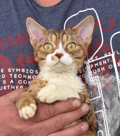 Devon Rex Kitten mit Ahnen, EU Pass und Gesundheitszeugnis.