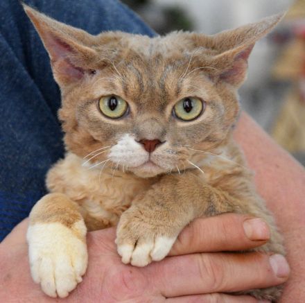 Devon Rex Kitten mit Ahnen, EU Pass und Gesundheitszeugnis.
