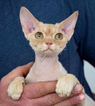Devon Rex Kitten mit Ahnen, EU Pass und Gesundheitszeugnis.