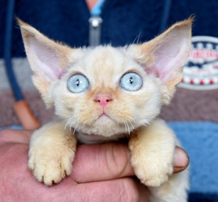 Devon Rex Kitten mit Ahnen, EU Pass und Gesundheitszeugnis.