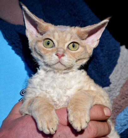 Devon Rex Kitten mit Ahnen, EU Pass und Gesundheitszeugnis.