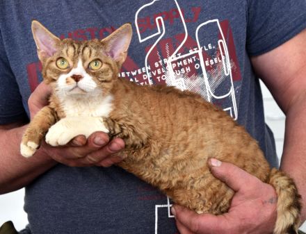 Devon Rex Kitten mit Ahnen, EU Pass und Gesundheitszeugnis.