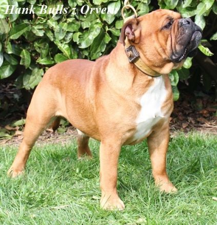 Continental Bulldog Welpen (VDH-FCI)