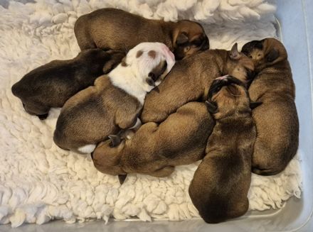 Continental Bulldog Welpen (VDH-FCI)