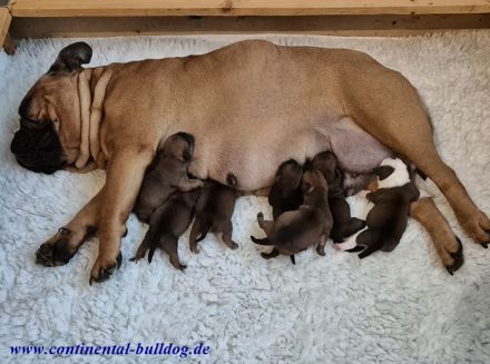 Continental Bulldog Welpen (VDH-FCI)
