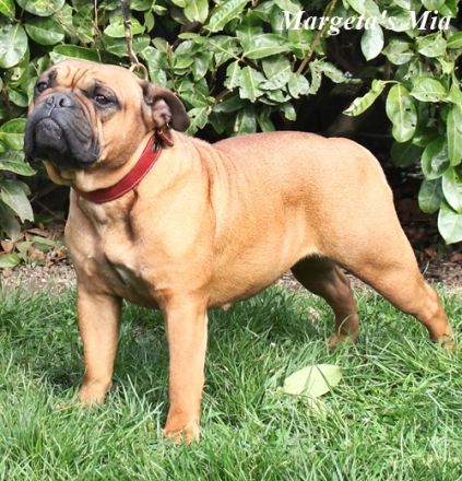 Continental Bulldog Welpen (VDH-FCI)