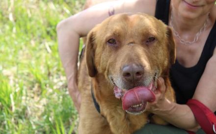 Menschenbezogener Ricky sucht ein Zuhause