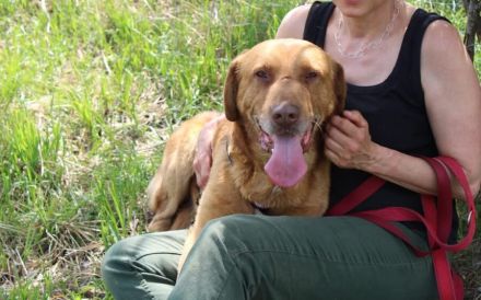 Menschenbezogener Ricky sucht ein Zuhause