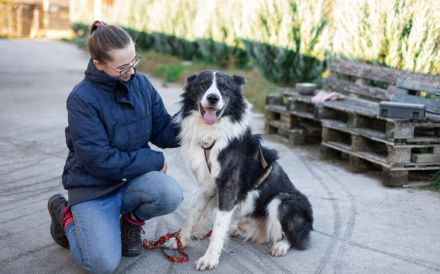 Großer, wunderschöner Carlos sucht ein passendes Zuhause