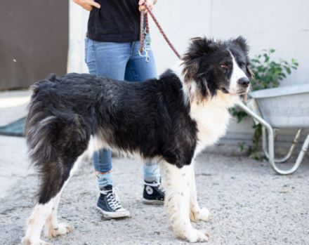 Großer, wunderschöner Carlos sucht ein passendes Zuhause