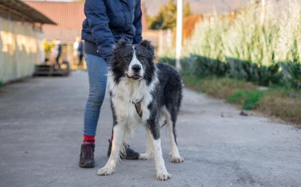Großer, wunderschöner Carlos sucht ein passendes Zuhause