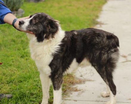 Großer, wunderschöner Carlos sucht ein passendes Zuhause
