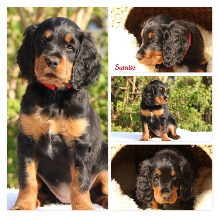 Hübsche Gordon Setter Welpen aus Liebhaberzucht als Familienhunde Anfang Mai abzugeben