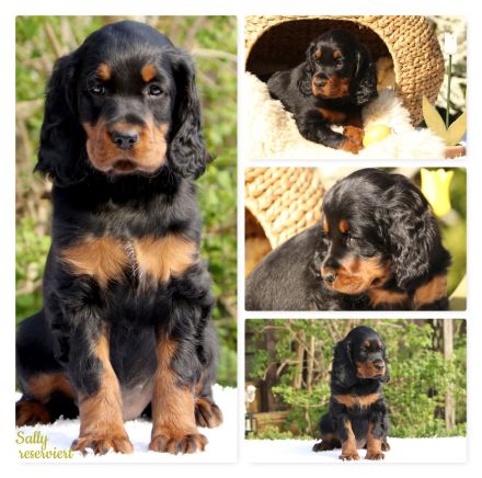 Hübsche Gordon Setter Welpen aus Liebhaberzucht als Familienhunde Anfang Mai abzugeben