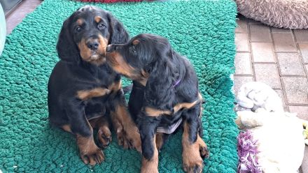 Hübsche Gordon Setter Welpen aus Liebhaberzucht als Familienhunde Anfang Mai abzugeben