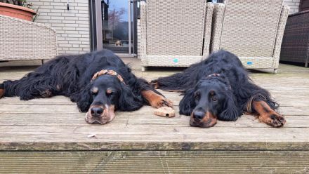 Hübsche Gordon Setter Welpen aus Liebhaberzucht als Familienhunde Anfang Mai abzugeben